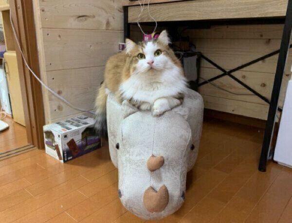 サイの上でくつろぐ秀吉くん