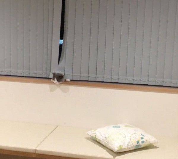 カーテンから顔を出す猫