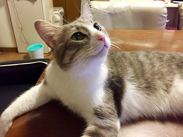 見上げる猫