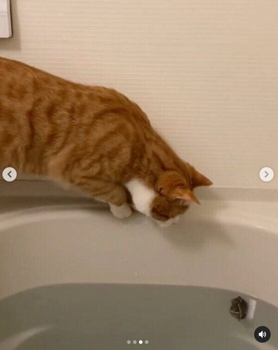 湯船に落ちたねずみを見つめるいなりくん