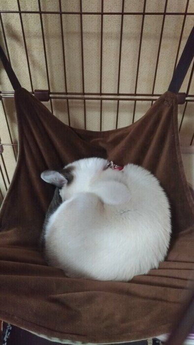 丸くなって寝ている猫