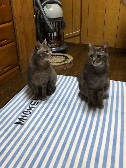 グレーMIXの猫たち