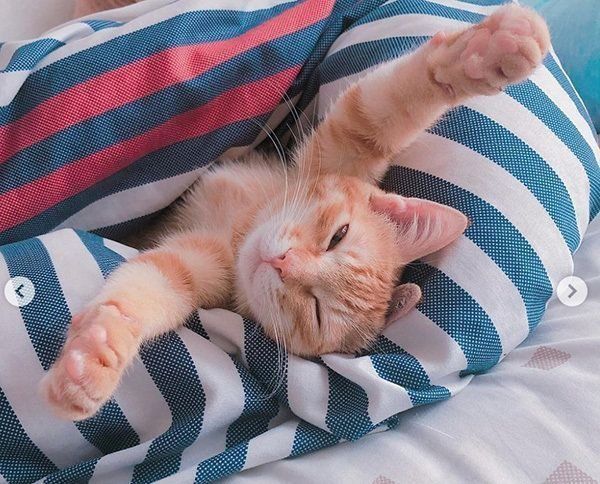 おもしろいポーズで眠る猫