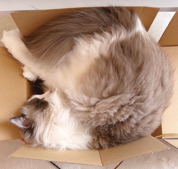 狭い箱に入るわたあめくん