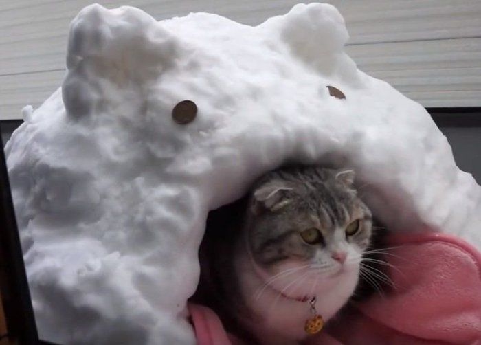 かまくらに入る猫