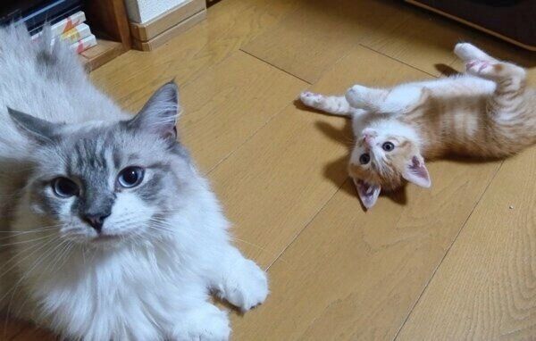 先住猫・モネくんと仲良しなチクワちゃん。