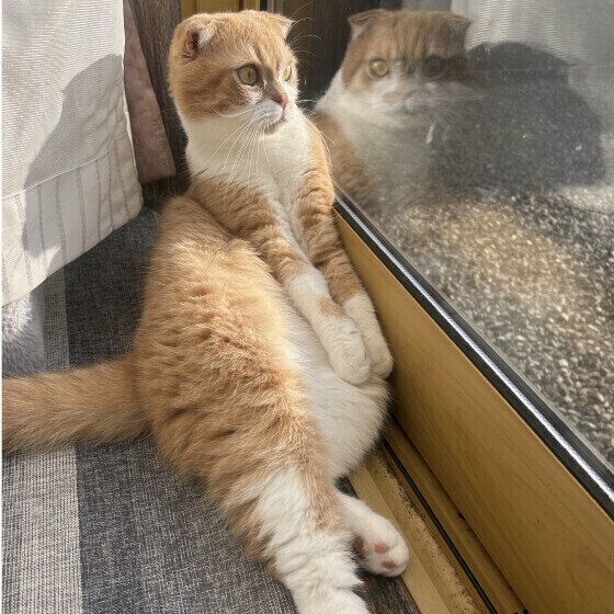 ミヌエットのうにくん