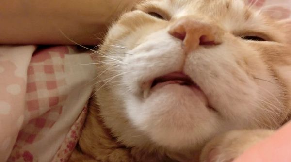 布団に入る猫