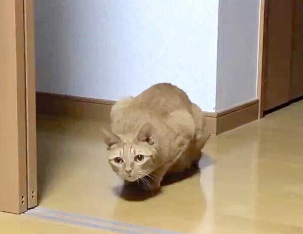 狙いを定めるポン子ちゃん