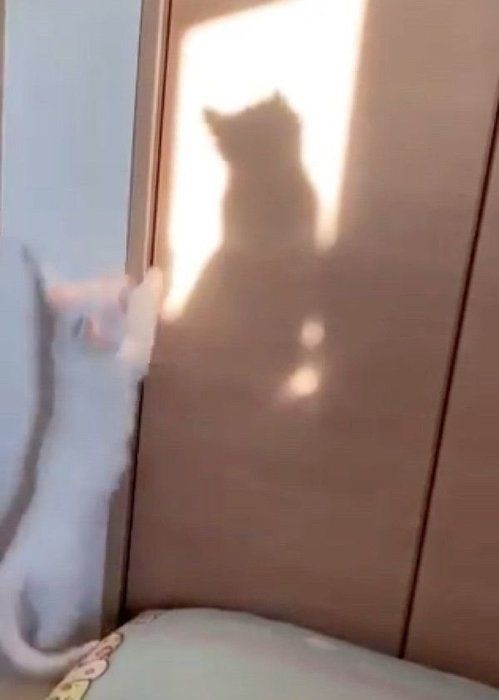 猫の影が気になる9ちゃん