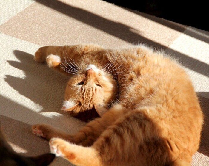 飼い主さんの目に映った、ひなたぼっこをするレンくんの姿