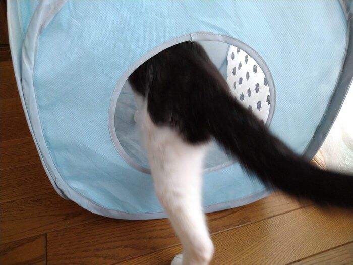 にゃー キューブ型キャットテントのフチをまたぐ猫さん