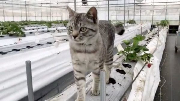 ビニールハウスを監視するコタローくん