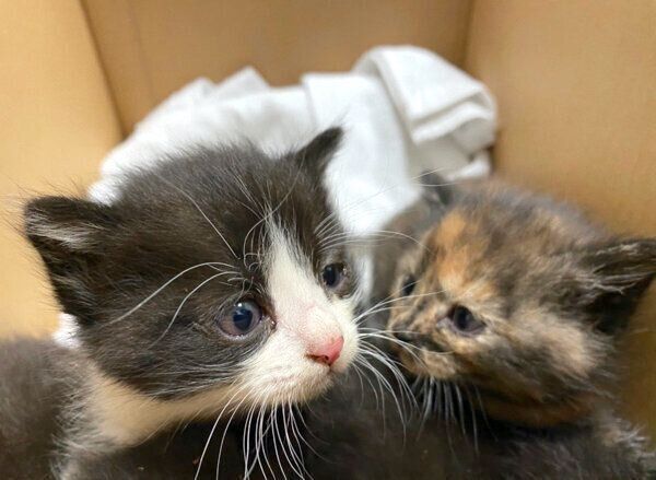 保護した4匹の子猫