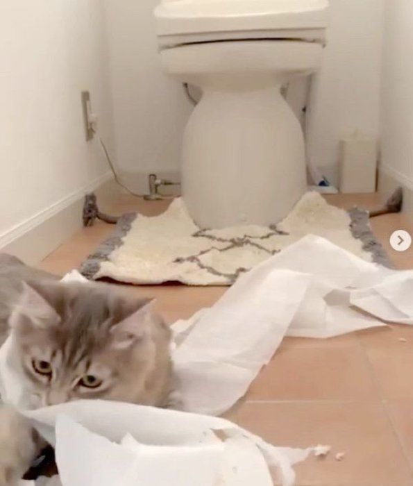 トイレットペーパーで遊ぶ猫