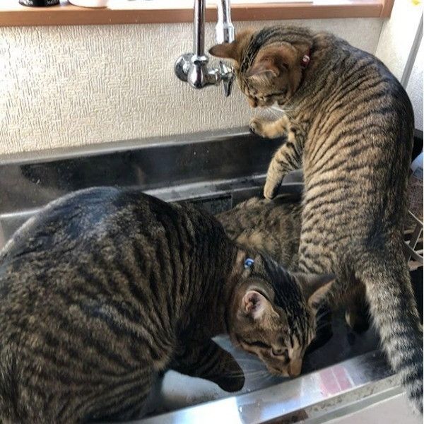 3兄弟の猫