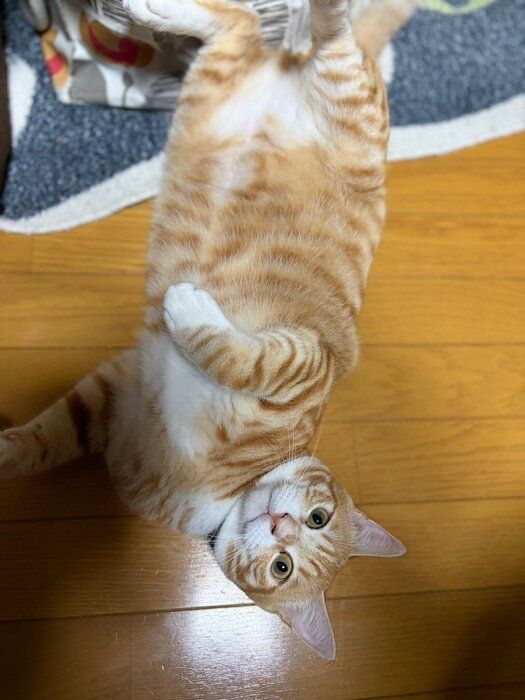 “ヘソ天”している猫