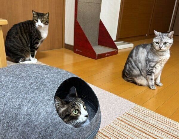 3ニャンズ