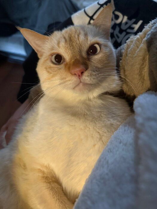 「感情が顔に出てわかりやすいところもかわいくて仕方がない」と飼い主さん