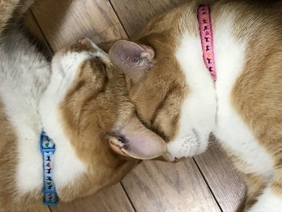 眠る猫