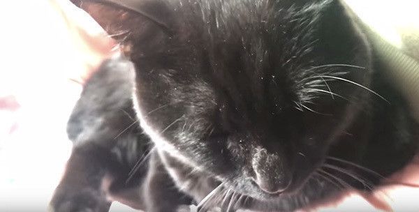 眠る黒猫