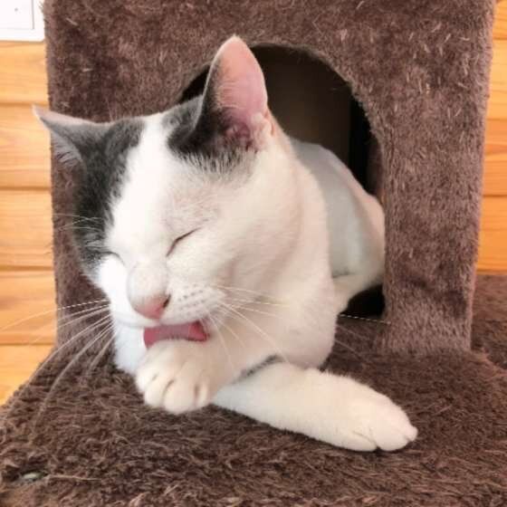 なめる猫