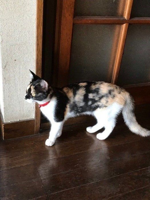 テリトリー