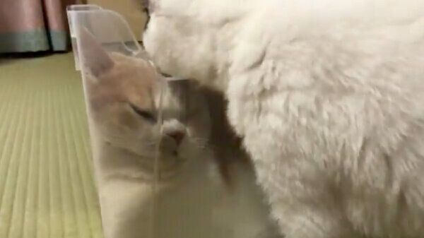 箱の中でとろけるてんぷらちゃん