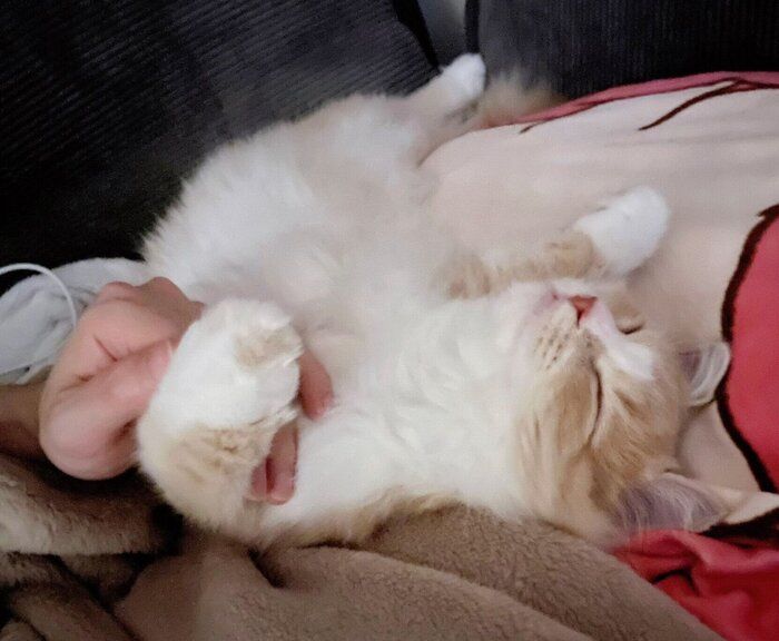 スヤスヤ眠るぽてくん