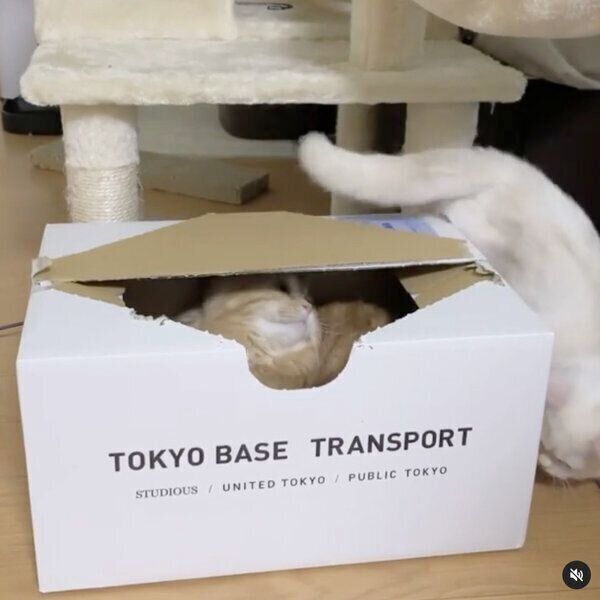 プースケくんからされるがままのマルコちゃん