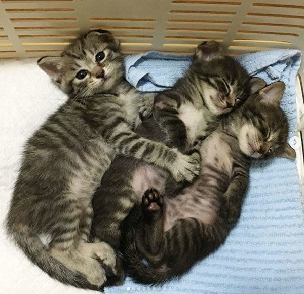 寄り添う子猫