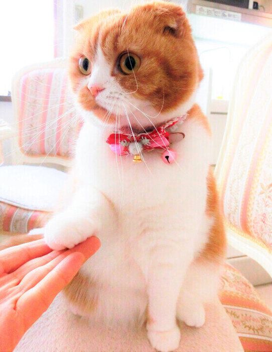 お手をするMIX茶トラのなな