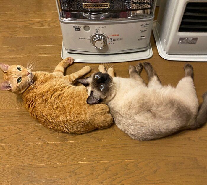 再びストーブに近寄る猫たち