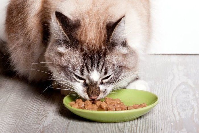 食事する猫