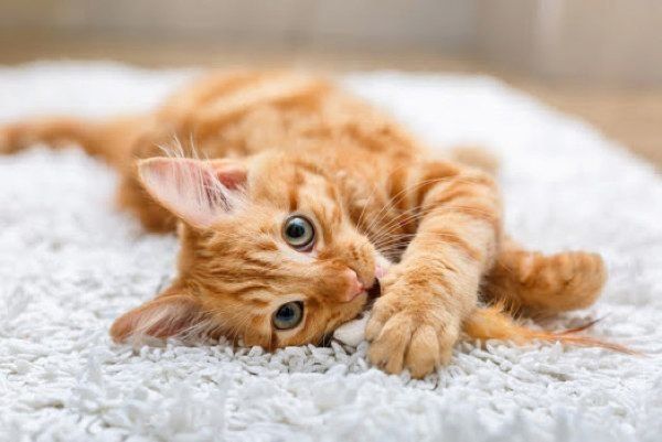 寝転がる猫