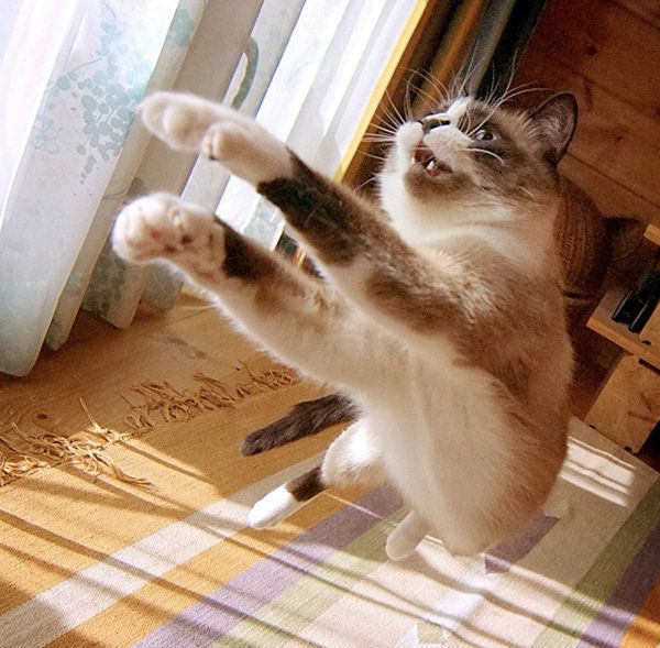 あんこちゃん