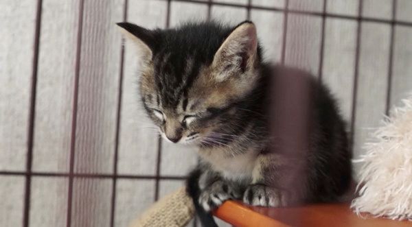 ウトウトする子猫