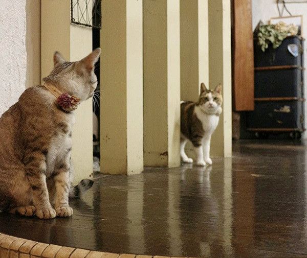 見つめる猫