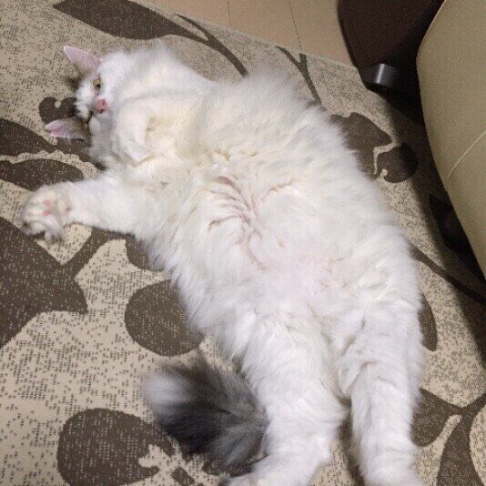 仰向けで眠る猫(MIX、オス)
