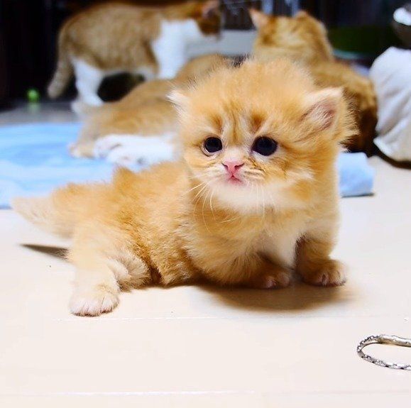 マンチカンの子猫・うららちゃん