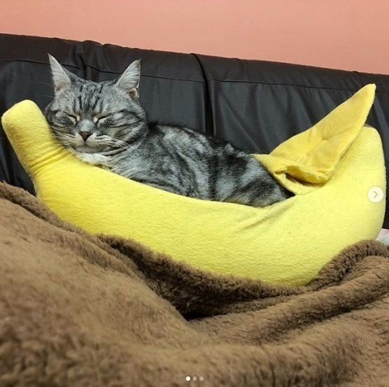 バナナベッドにすっぽりはまる猫