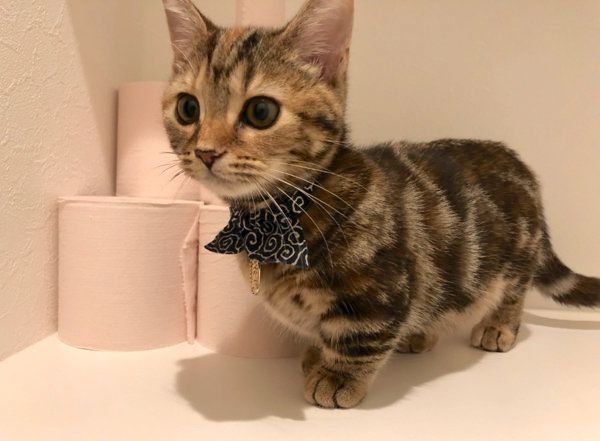 マンチカンのラテちゃん