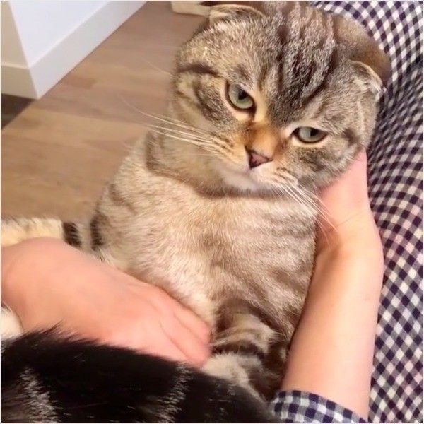抱っこ嫌いニャンコ