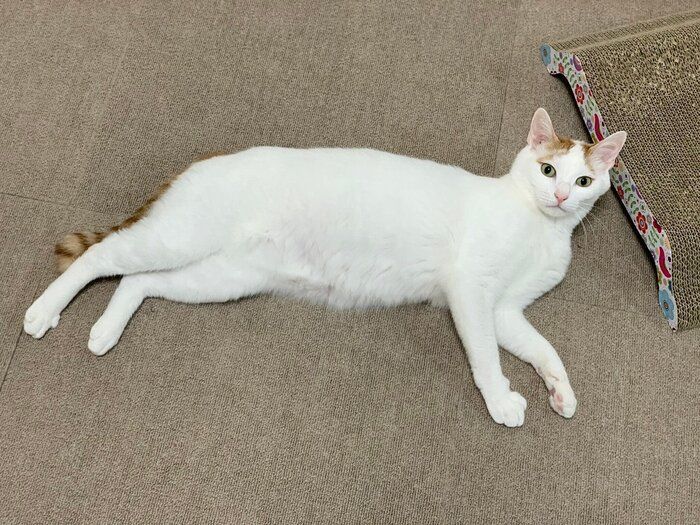 飼い主を見上げる猫