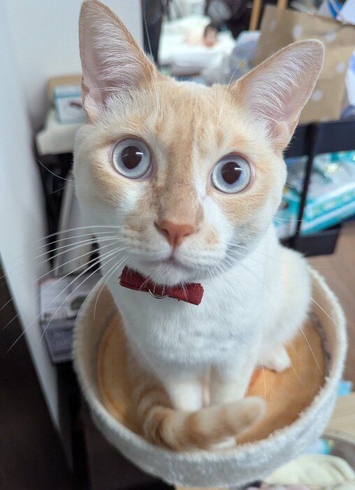 飼い主を見つめる猫