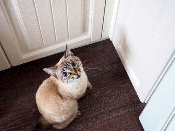 見つめる猫