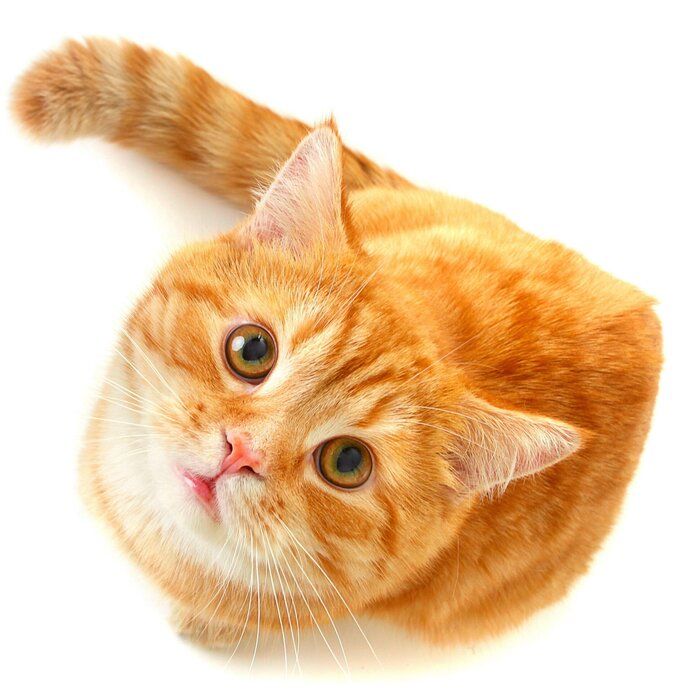 画像/iStock、Getty Images Plus