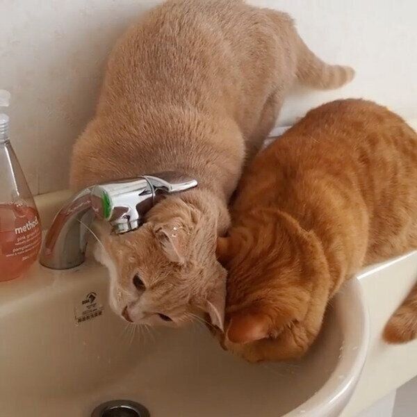 水道の水を飲もうとするネネちゃんとココちゃん