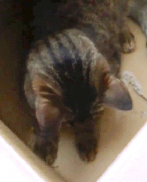 ダンボールで遊ぶ猫