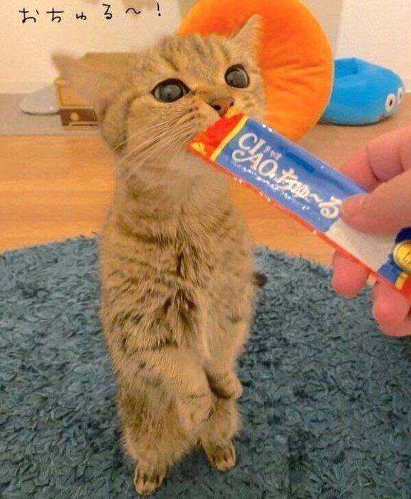 ちゅ〜るを食べるきなこちゃん
